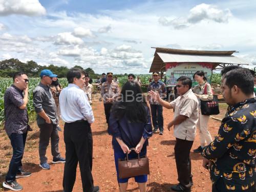 Kunjungan delegasi Tiongkok ke Perkebunan Jagung Polres Serang di Kopo. Foto Yono