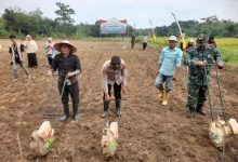 Polsek Kopo dan Koptan Garut Berkah tanam jagung kuartal 3. Foto: Yono