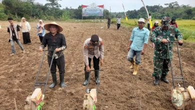 Polsek Kopo dan Koptan Garut Berkah tanam jagung kuartal 3. Foto: Yono