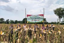 Polsek Kragilan panen jagung pada kuartal 1. Foto Yono