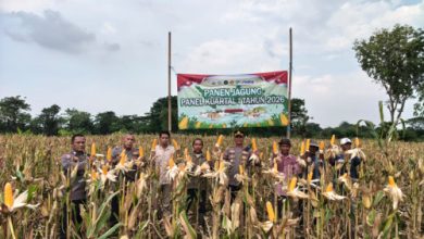 Polsek Kragilan panen jagung pada kuartal 1. Foto Yono