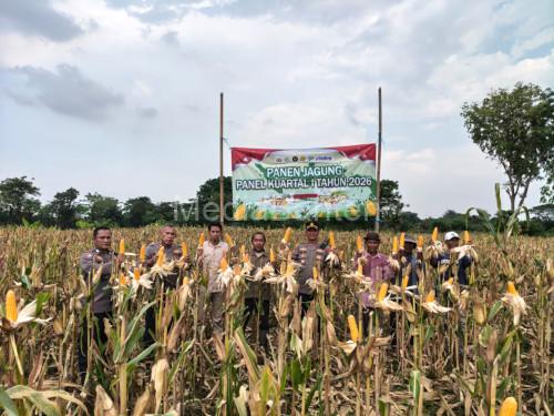 Polsek Kragilan panen jagung pada kuartal 1. Foto Yono