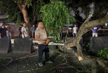Personel Polsek Kragilan menangani pohon tumbang. Foto Yono