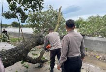 Polsek Kragilan membersihkan pohon tumbang. Foto Yono