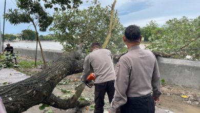 Polsek Kragilan membersihkan pohon tumbang. Foto Yono