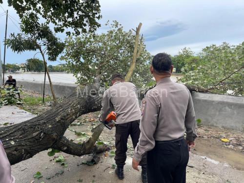 Polsek Kragilan membersihkan pohon tumbang. Foto Yono