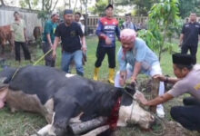 Kapolres Serang, AKBP Condro Sasongko menyembelih sendiri sapi kurban. Foto: Yono