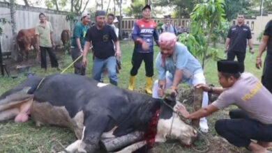 Kapolres Serang, AKBP Condro Sasongko menyembelih sendiri sapi kurban. Foto: Yono