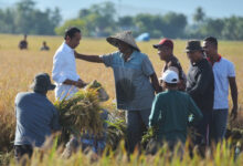 Presiden Jokowi di tengah panen raya di Kabupaten Maros. Foto: BPMI SatPres RI