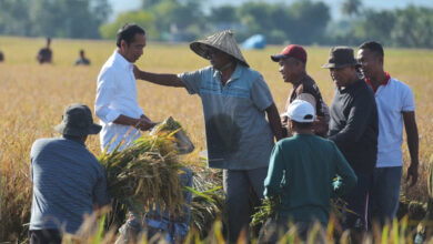 Presiden Jokowi di tengah panen raya di Kabupaten Maros. Foto: BPMI SatPres RI