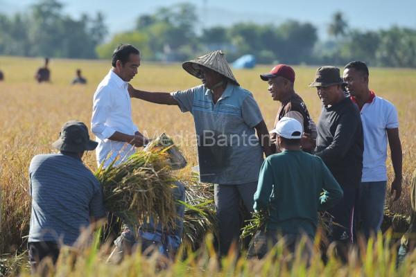 Presiden Jokowi di tengah panen raya di Kabupaten Maros. Foto: BPMI SatPres RI