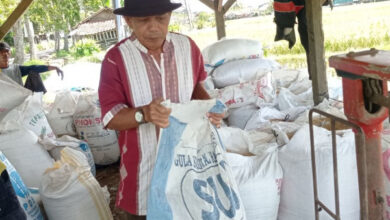Surplus produksi beras di Lebak. Foto: KBN Antara