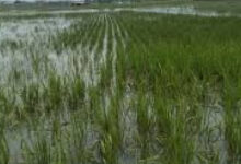 Tanaman padi seluas 30 hektar di Kabupaten Serang dinyatakan puso.