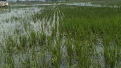 Tanaman padi seluas 30 hektar di Kabupaten Serang dinyatakan puso.