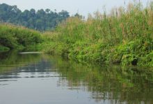 Cagar Alam Rawa Danau di Mancak, Kabupaten Serang. Foto: Istimewa