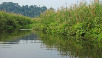 Cagar Alam Rawa Danau di Mancak, Kabupaten Serang. Foto: Istimewa