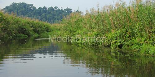 Cagar Alam Rawa Danau di Mancak, Kabupaten Serang. Foto: Istimewa