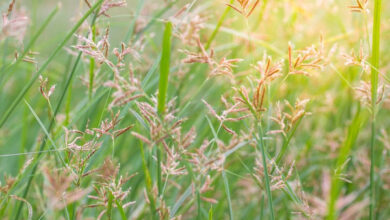 Rumput Teki. Foto: Muhamad Ridwan