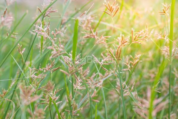 Rumput Teki. Foto: Muhamad Ridwan