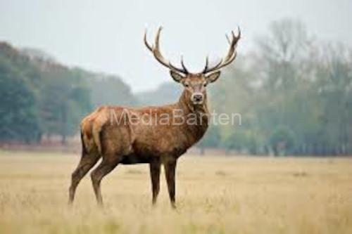 Rusa. Foyo Istock