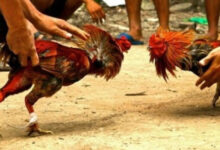 Ilustrasi judi adu ayam. Foto: Istimewa