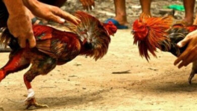 Ilustrasi judi adu ayam. Foto: Istimewa