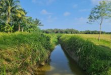 Salah satu irigasi di Cibaliung, Kabupaten Pandeglang. Foto: Antara