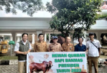 Bantuan hewan kurban sapi dari Presiden RI. Foto: Biro Adpim Banten