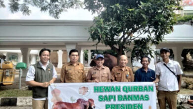 Bantuan hewan kurban sapi dari Presiden RI. Foto: Biro Adpim Banten