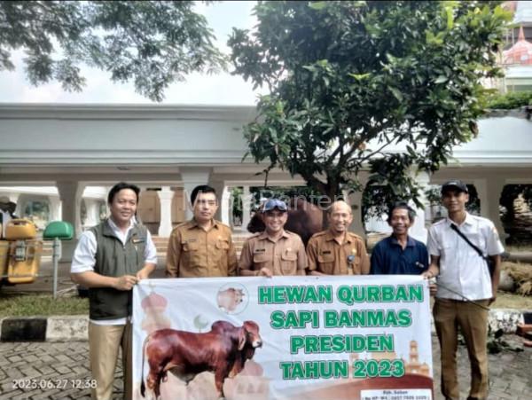 Bantuan hewan kurban sapi dari Presiden RI. Foto: Biro Adpim Banten