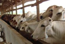 Sapi Brahman CX. Foto Istimewa