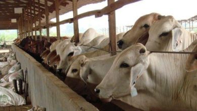 Sapi Brahman CX. Foto Istimewa