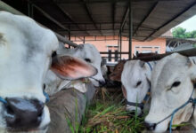 Sapi Hewan Kurban di Kabupaten Tangerang. Foto: LKBN Antara