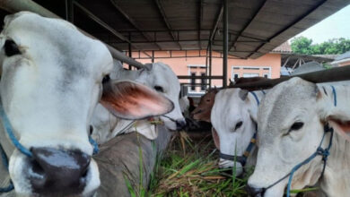 Sapi Hewan Kurban di Kabupaten Tangerang. Foto: LKBN Antara