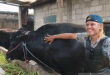 Sapi Brangus milik Falahudin seberat 1,15 ton menjadi hewan kurban Presiden RI. Foto Antara
