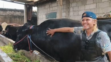 Sapi Brangus milik Falahudin seberat 1,15 ton menjadi hewan kurban Presiden RI. Foto Antara