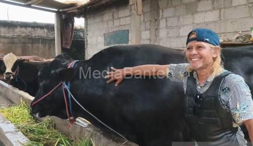 Sapi Brangus milik Falahudin seberat 1,15 ton menjadi hewan kurban Presiden RI. Foto Antara