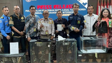 Konfferensi pers penyeludnupan reptil oleh WNA Korea Selatan. Foto: Antara