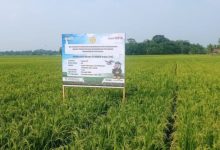 Areal pesawahan di Kabupaten Lebak. Foto Antara