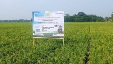 Areal pesawahan di Kabupaten Lebak. Foto Antara