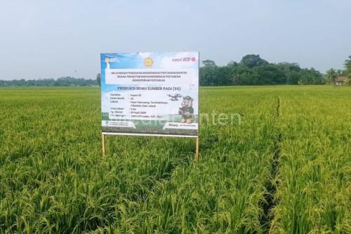 Areal pesawahan di Kabupaten Lebak. Foto Antara