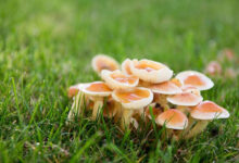 Jamur atau Mushroom. Foto: Bobo - Grid.id