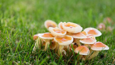 Jamur atau Mushroom. Foto: Bobo - Grid.id