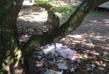 Monyet yang sering menyerang tanaman pertanian petani Kabupaten Lebak. Foto: Antara