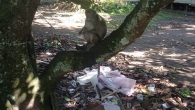 Monyet yang sering menyerang tanaman pertanian petani Kabupaten Lebak. Foto: Antara