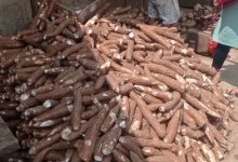 Hasil panen singkong di Lebak. Foto Antara