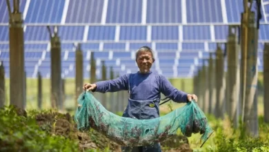 Solar panel dimanfaatkan untuk pertanian. Foto: IESR