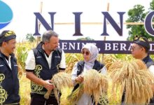 Padi Hibrida. Foto Antara