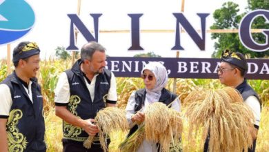 Padi Hibrida. Foto Antara