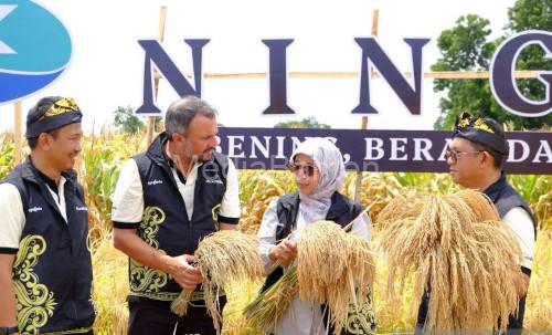 Padi Hibrida. Foto Antara